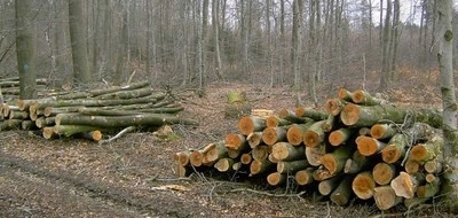 Symbolbild Brennholz