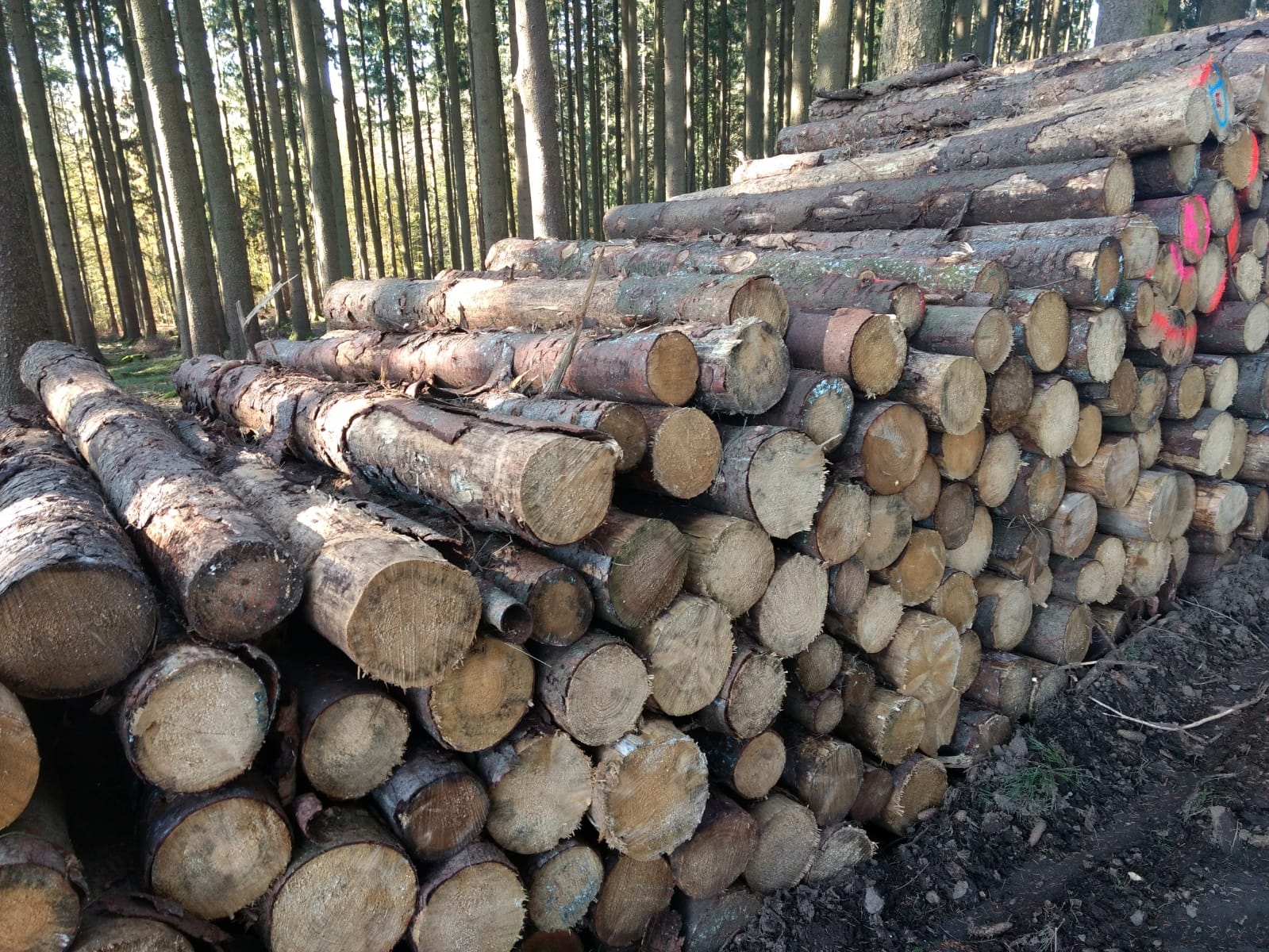 Symbolbild Brennholz
