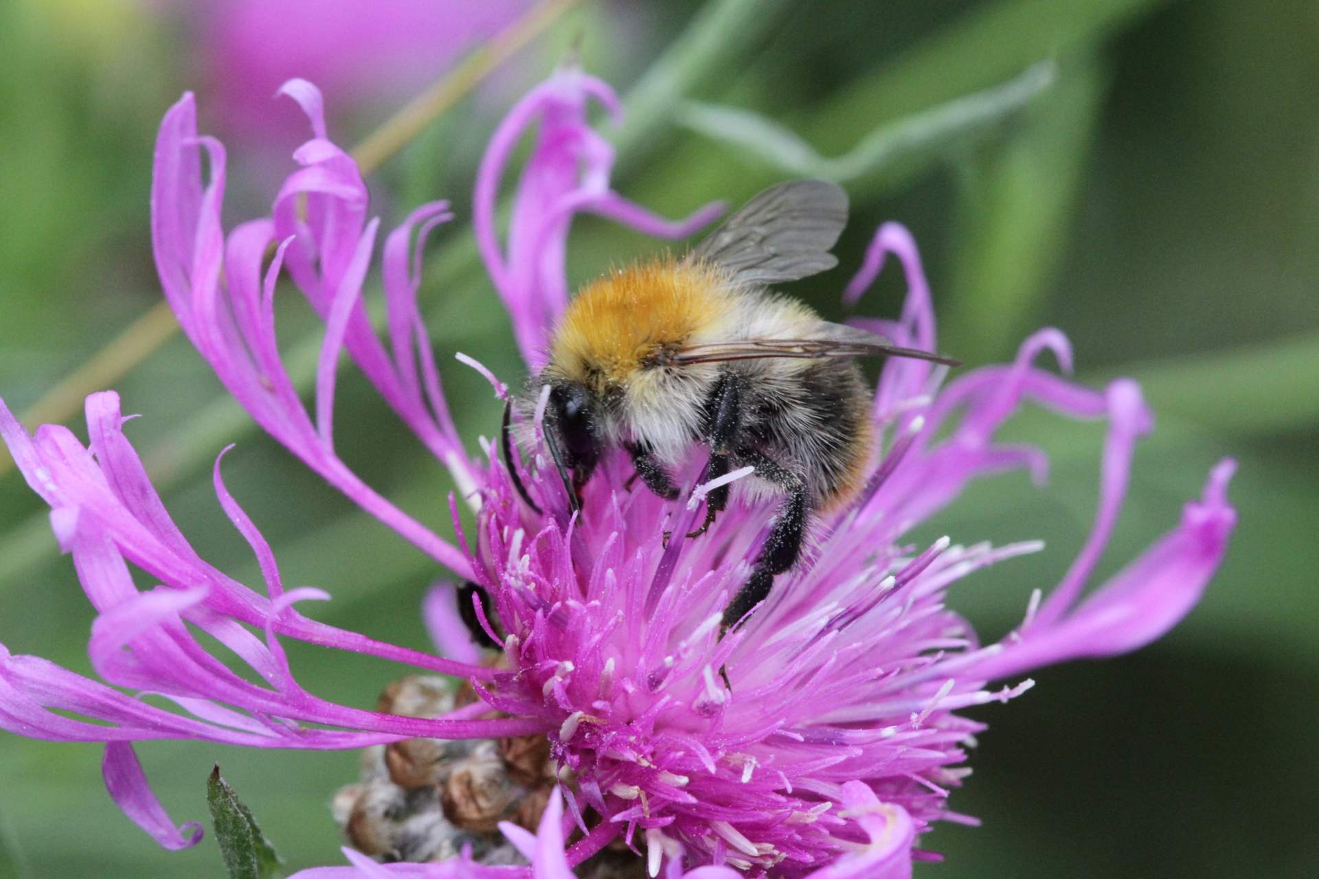 Symbolbild Naturgarten mit Biene