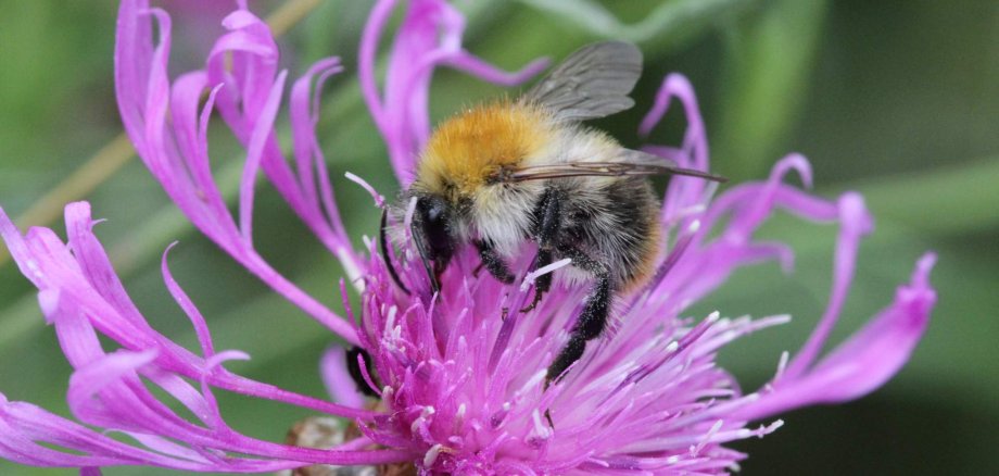 Symbolbild Naturgarten mit Biene