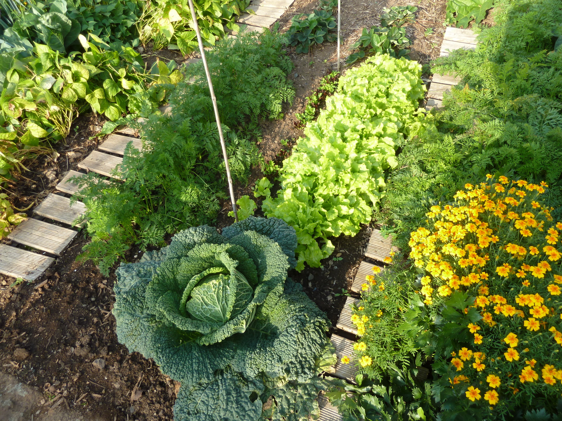 Pressefoto Naturgarten