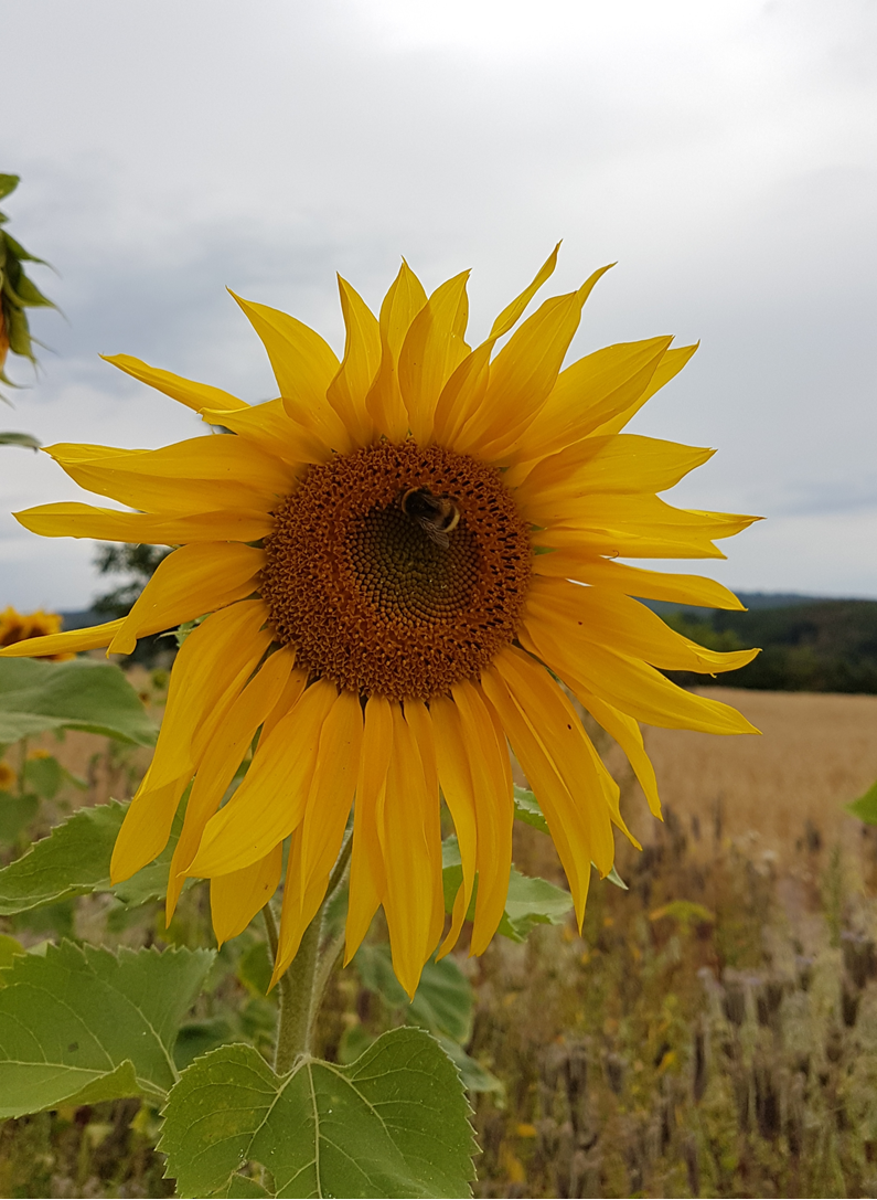 Symbolbild Sonnenblume