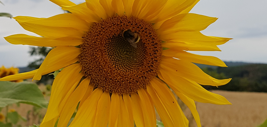 Symbolbild Sonnenblume