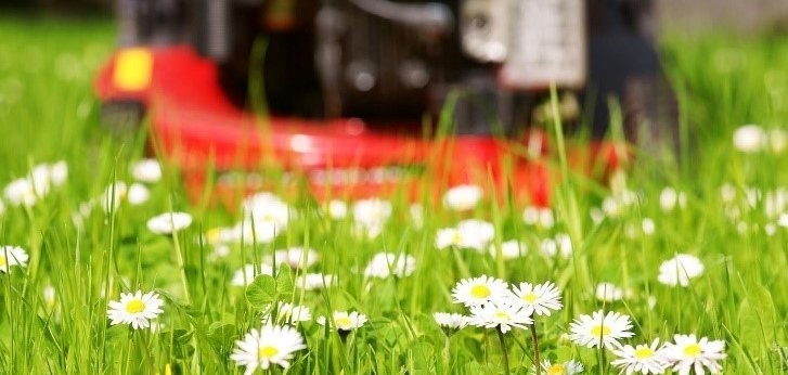 Symbolfoto Mähfreier Mai Symbolfoto Mähfreier Mai