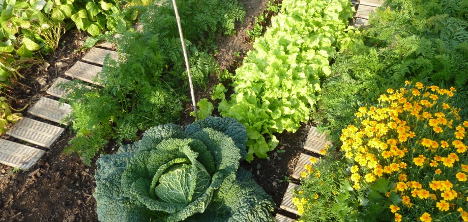 Pressefoto Naturgarten