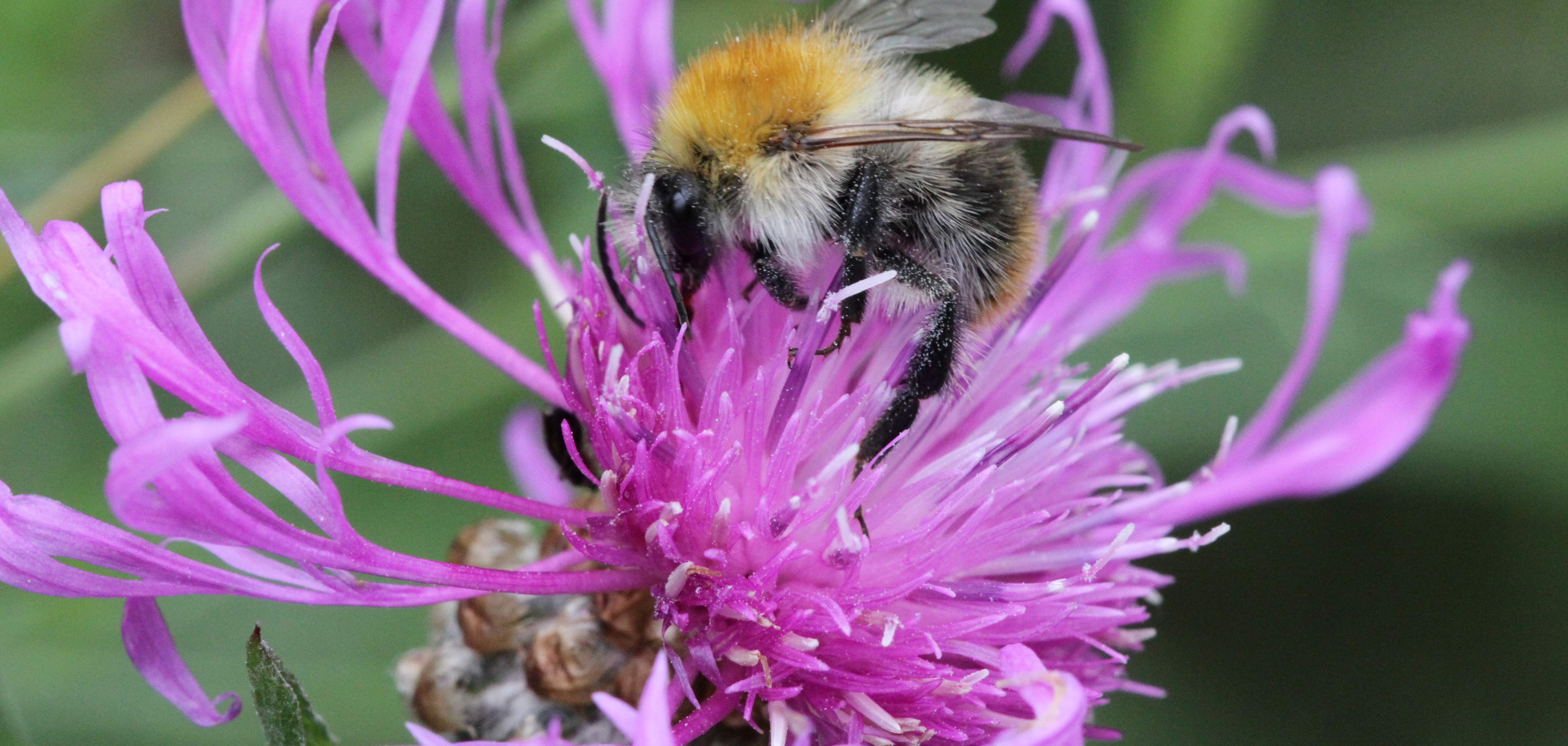 Symbolfoto Naturgärten