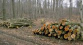 Symbolbild Brennholz